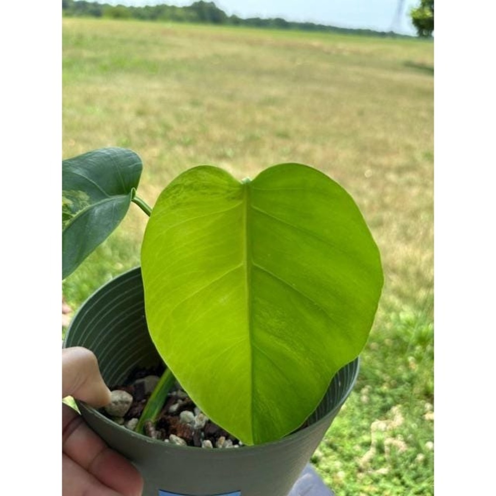 Half-Moon Monstera Aurea Variegated – Exact Live Rooted Plant - US Seller - A1